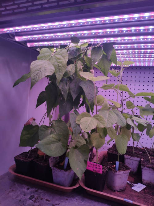 LED植物燈